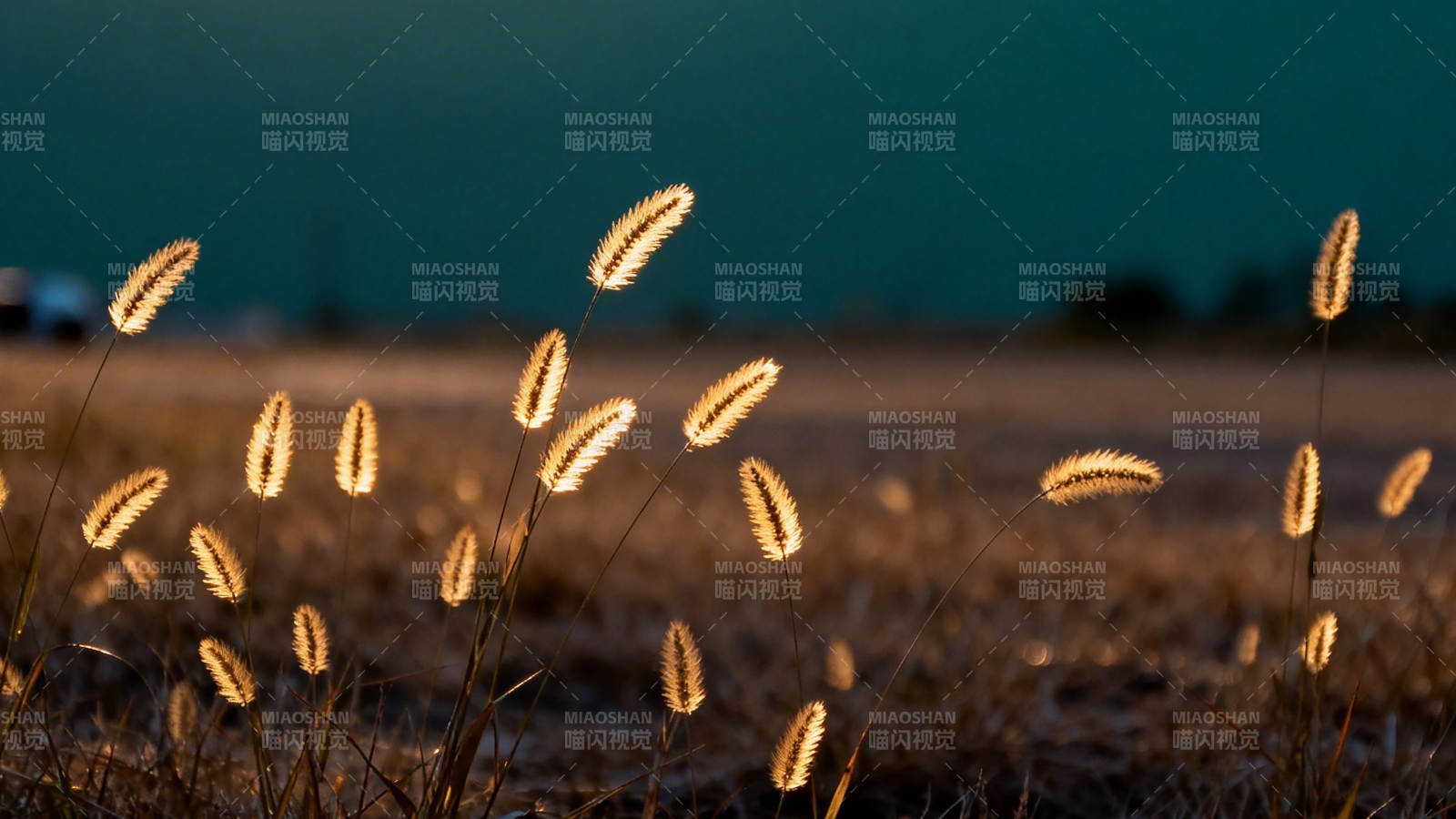 麦穗在风中摇曳图片