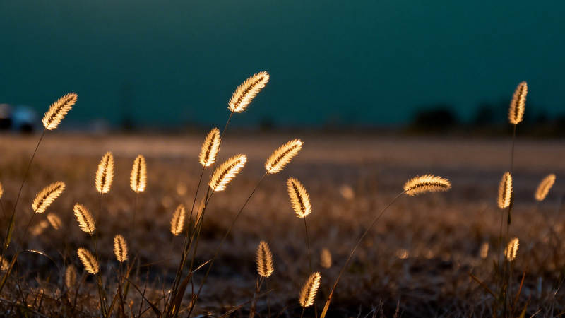 麦穗在风中摇曳图片
