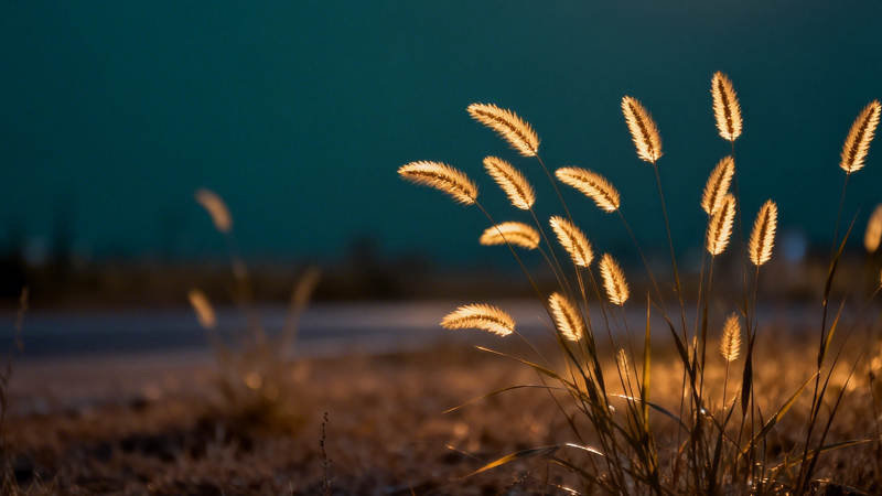 金穗迎风摇曳图片