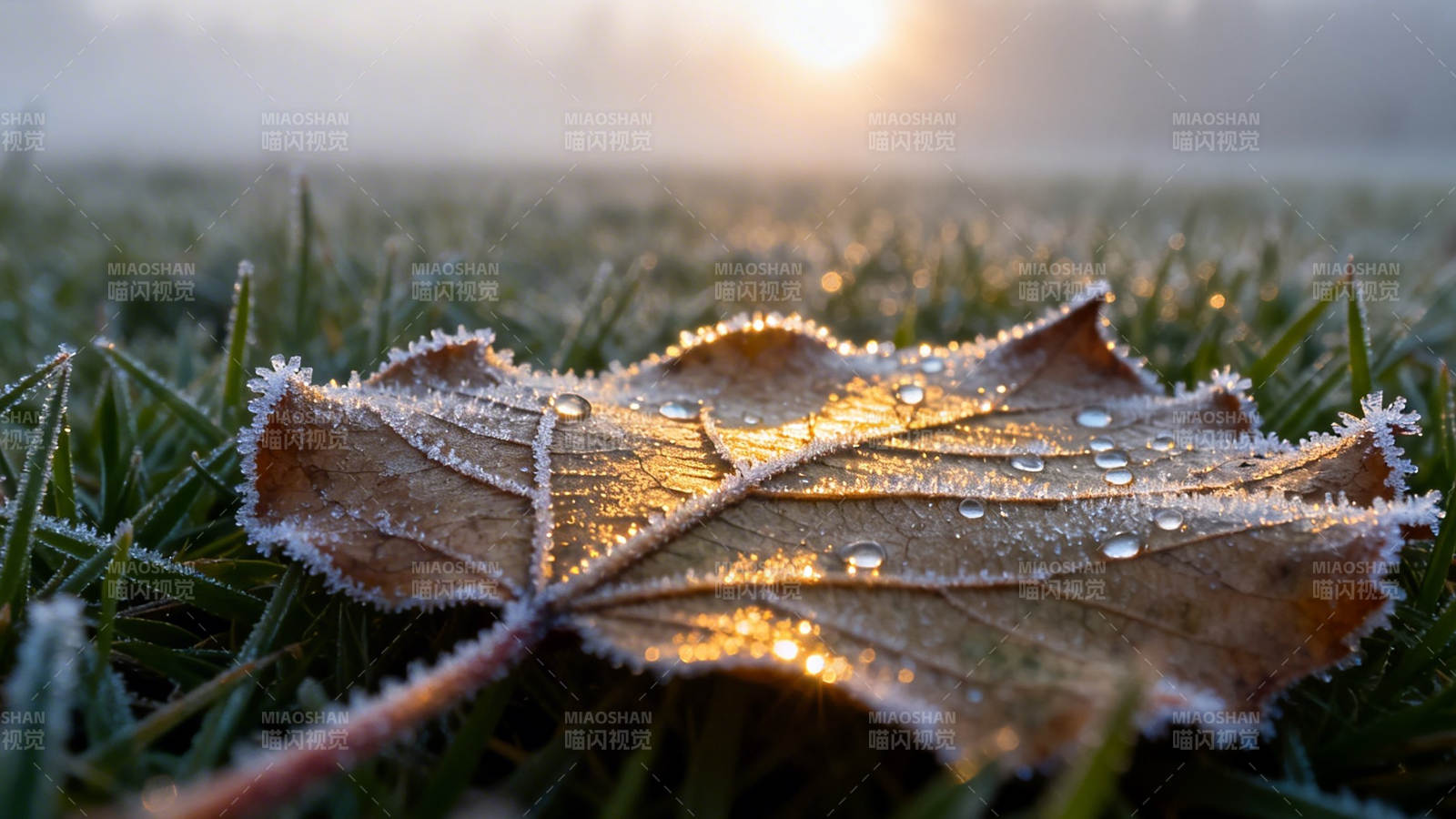霜叶晨光图片