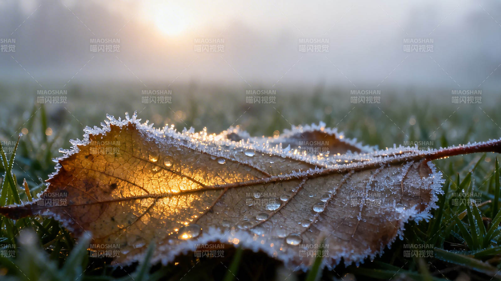 霜叶晨光图片