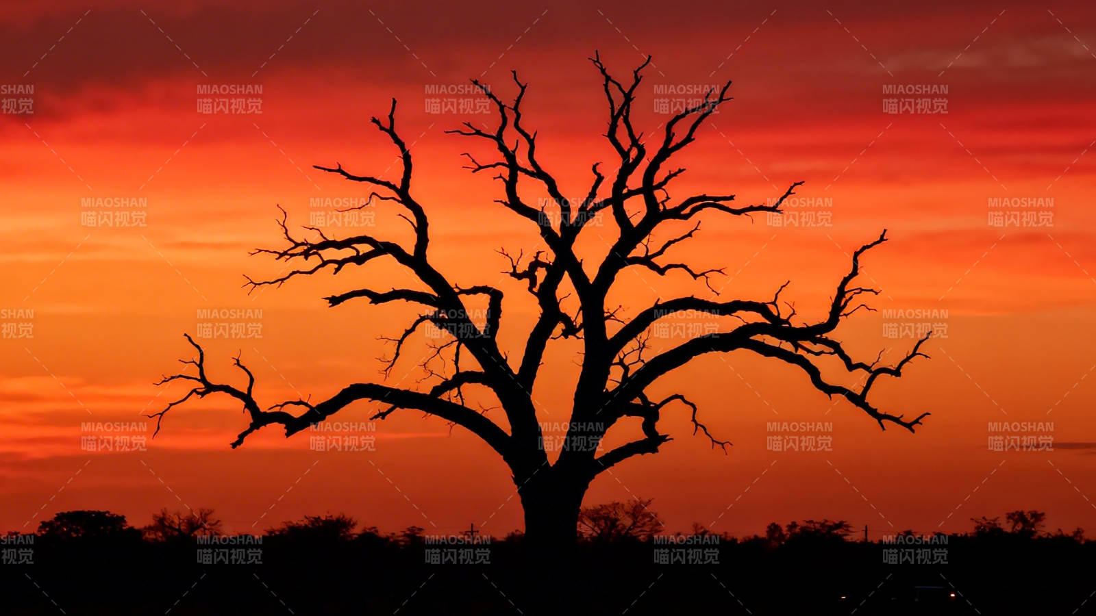 孤树剪影映晚霞图片