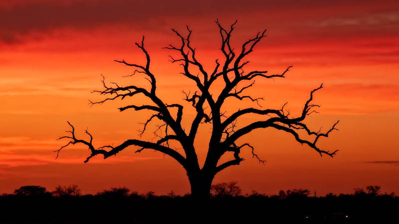 孤树剪影映晚霞图片