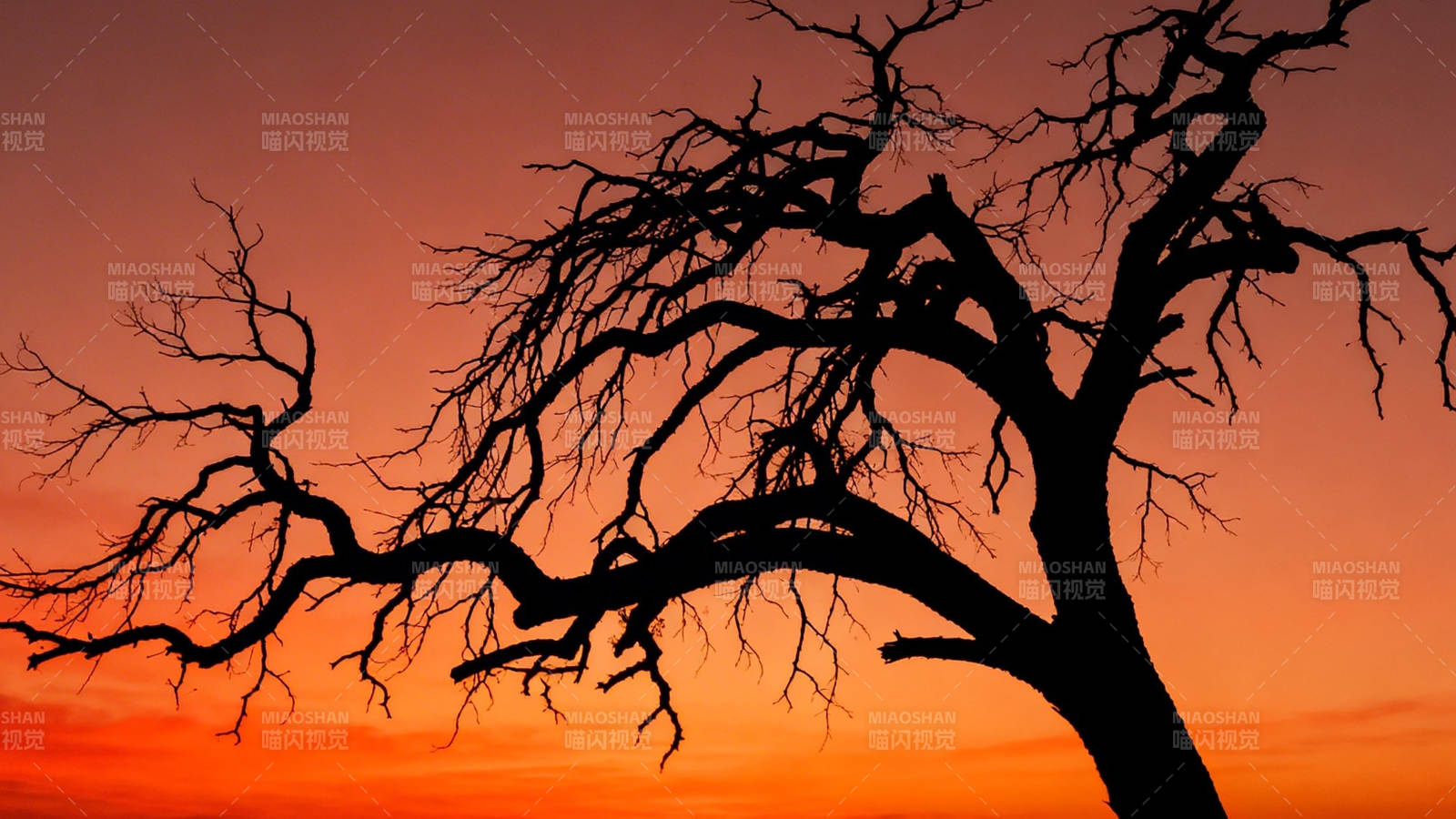 枯树剪影映晚霞图片