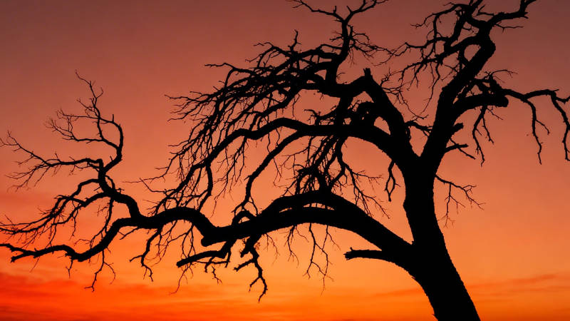 枯树剪影映晚霞图片