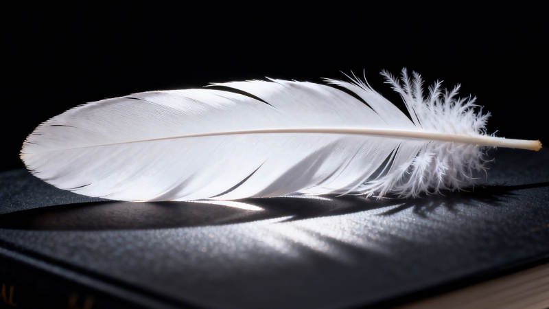 白羽静卧书页间图片