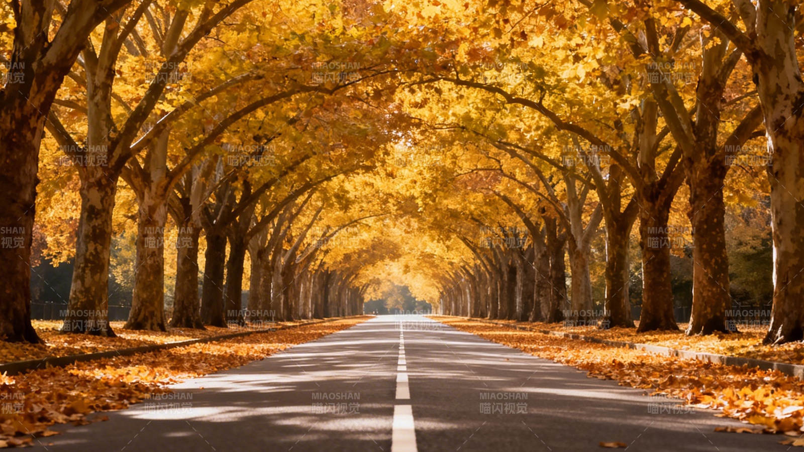 秋日林荫道图片