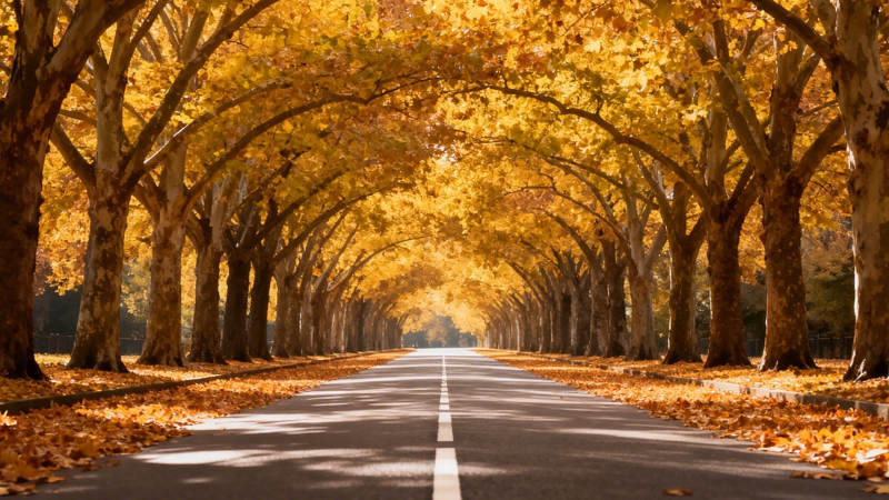 秋日林荫道图片