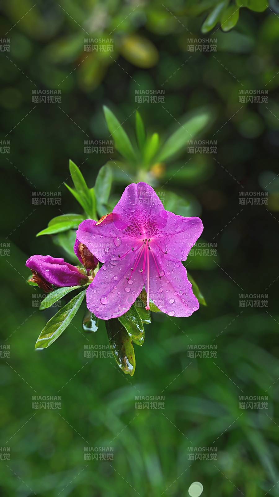 紫花带露绽放图片