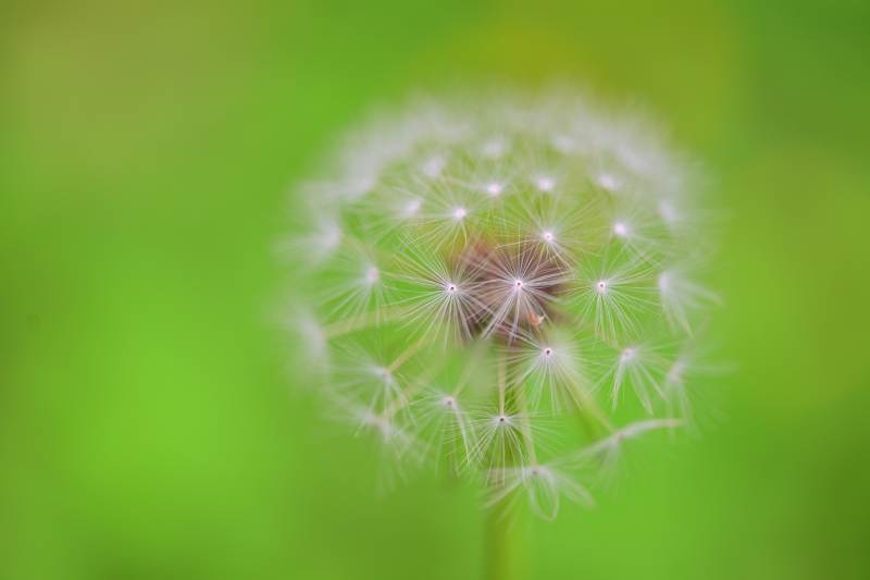 蒲公英的轻盈瞬间图片