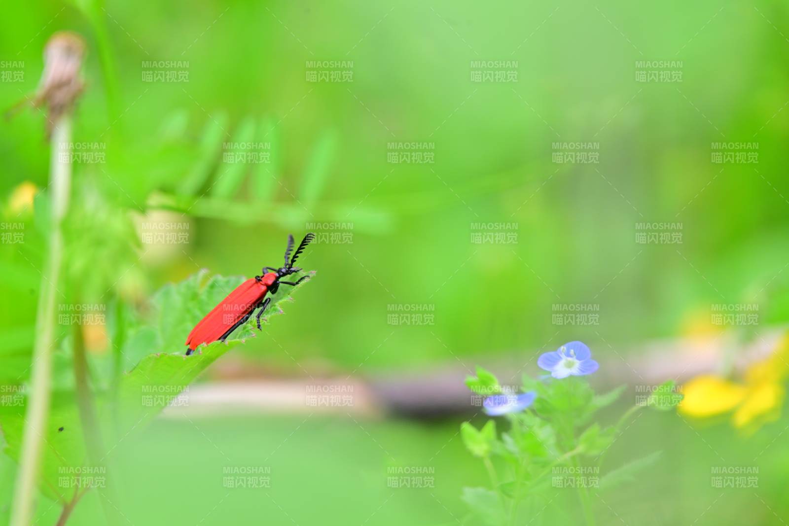 红虫栖绿叶图片