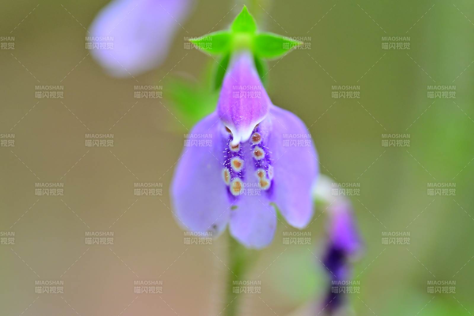 紫花绽放 清新自然图片