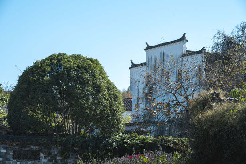 安徽泾县桃花潭西岸白墙黛瓦古宅景图片