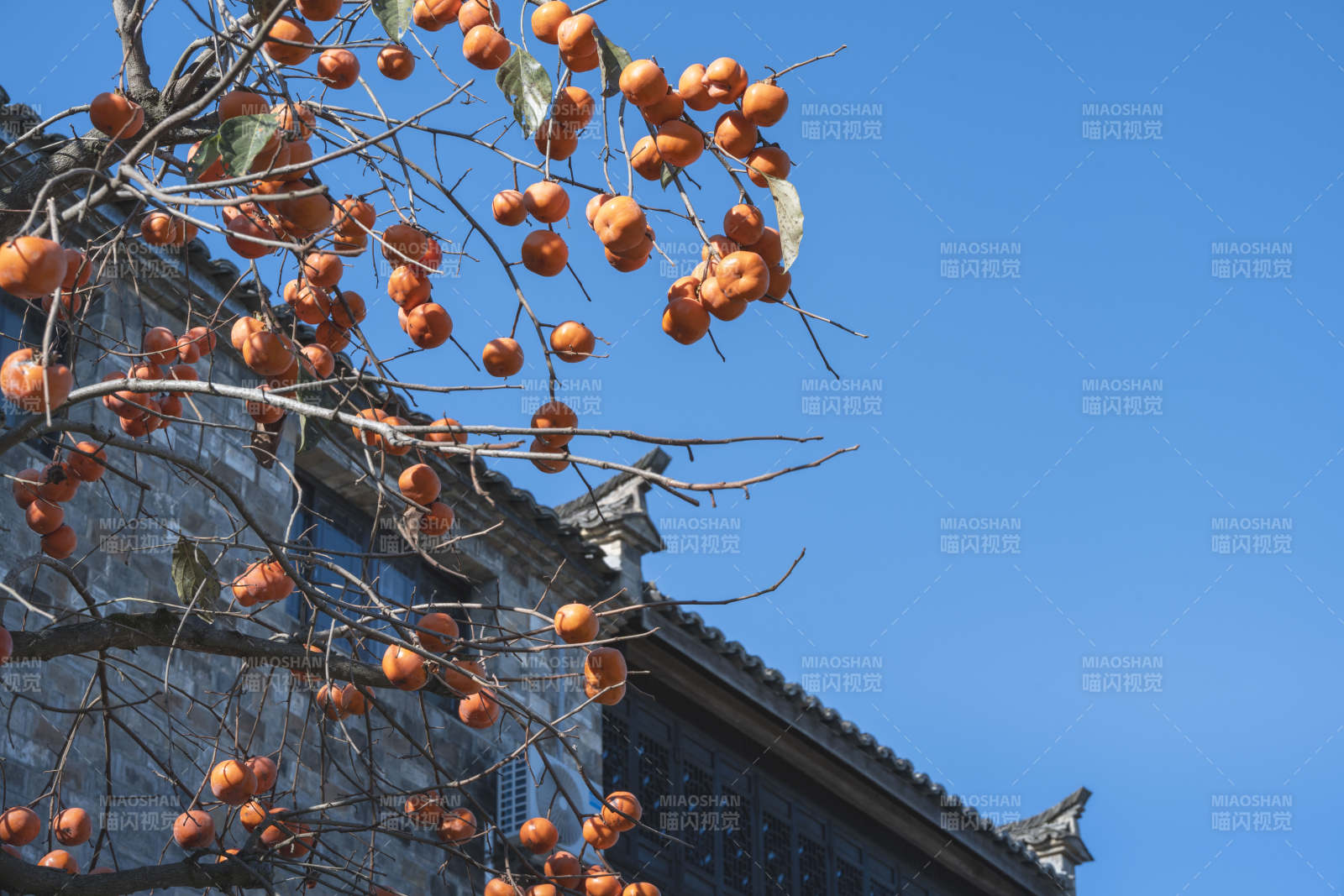 柿子挂枝头图片