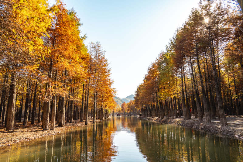 安徽宁国方塘乡落羽红杉林图片