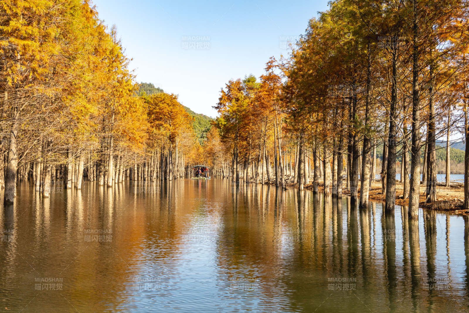 安徽宁国方塘乡落羽红杉林图片