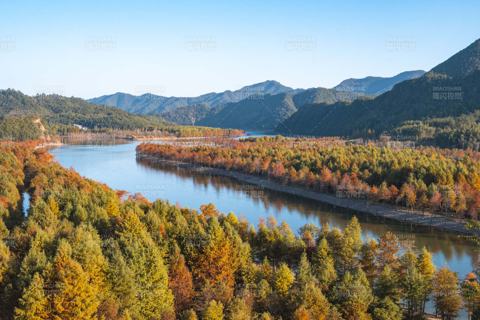 安徽宁国方塘乡落羽红杉林图片