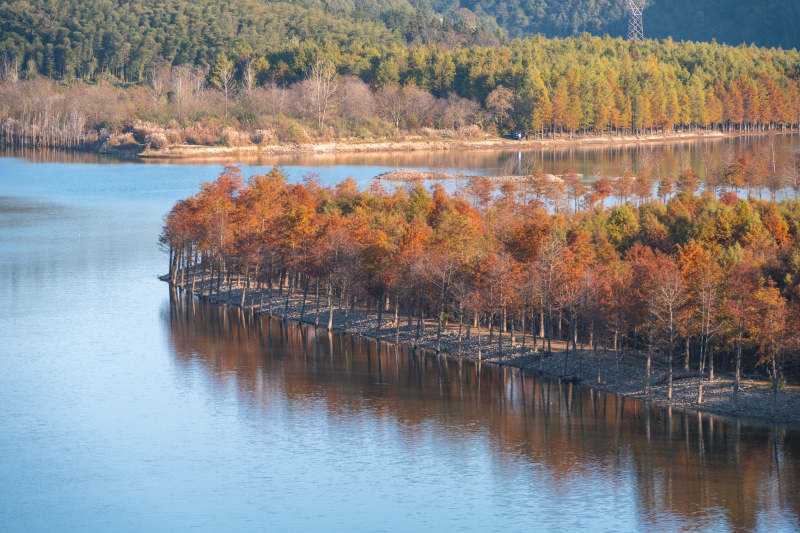 安徽宁国方塘乡落羽红杉林图片