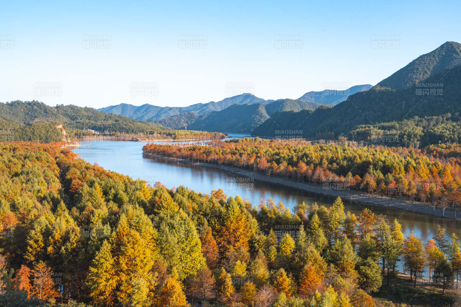 安徽宁国方塘乡落羽红杉林图片