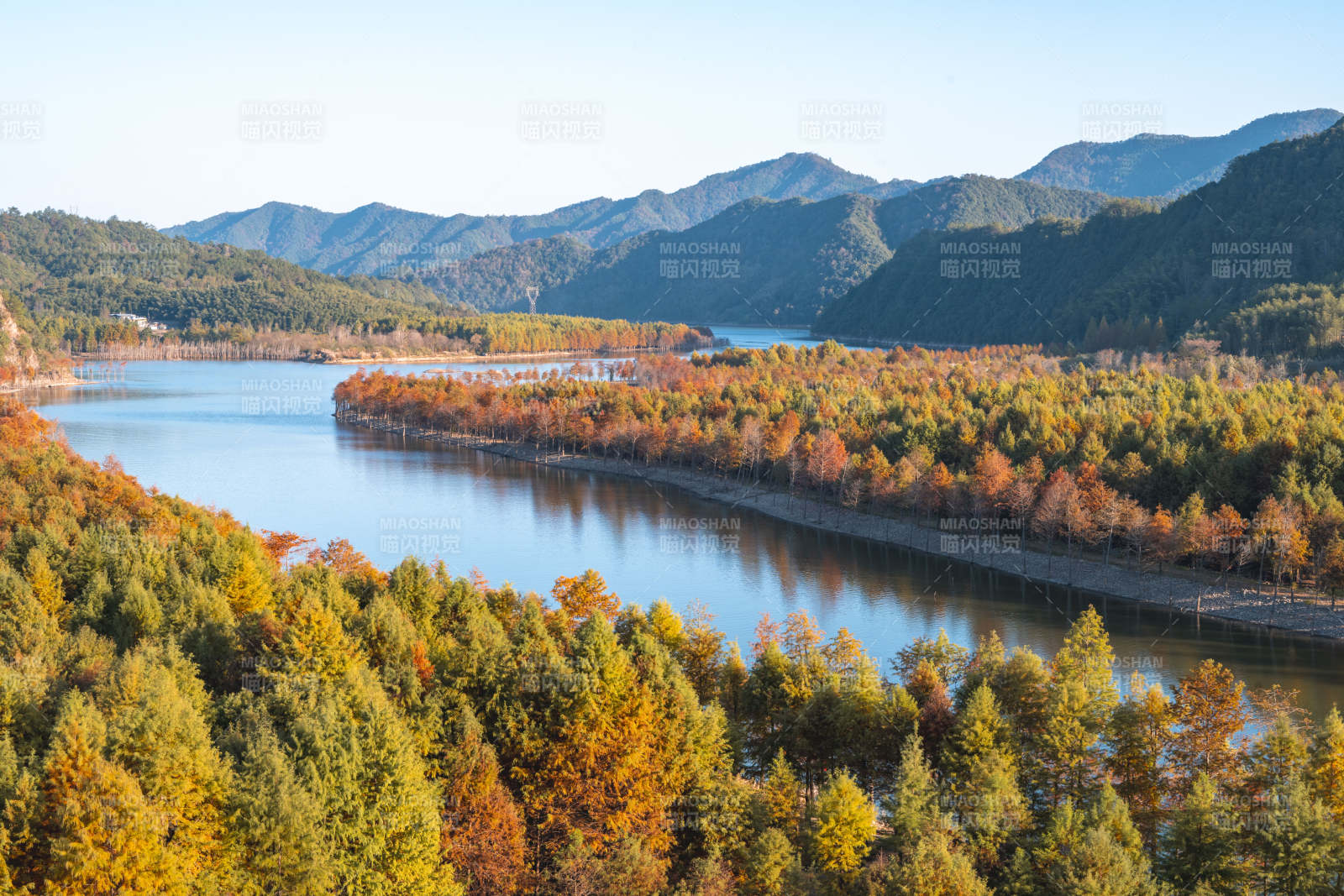 安徽宁国方塘乡落羽红杉林图片