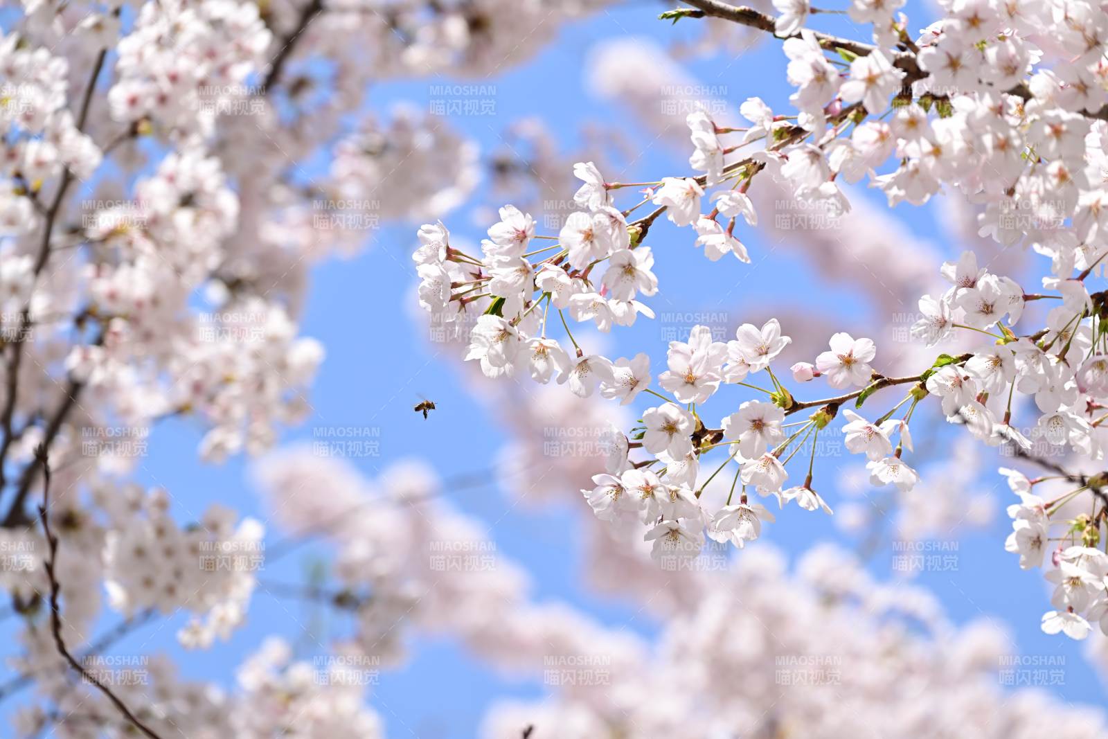 樱花绽放春日景图片