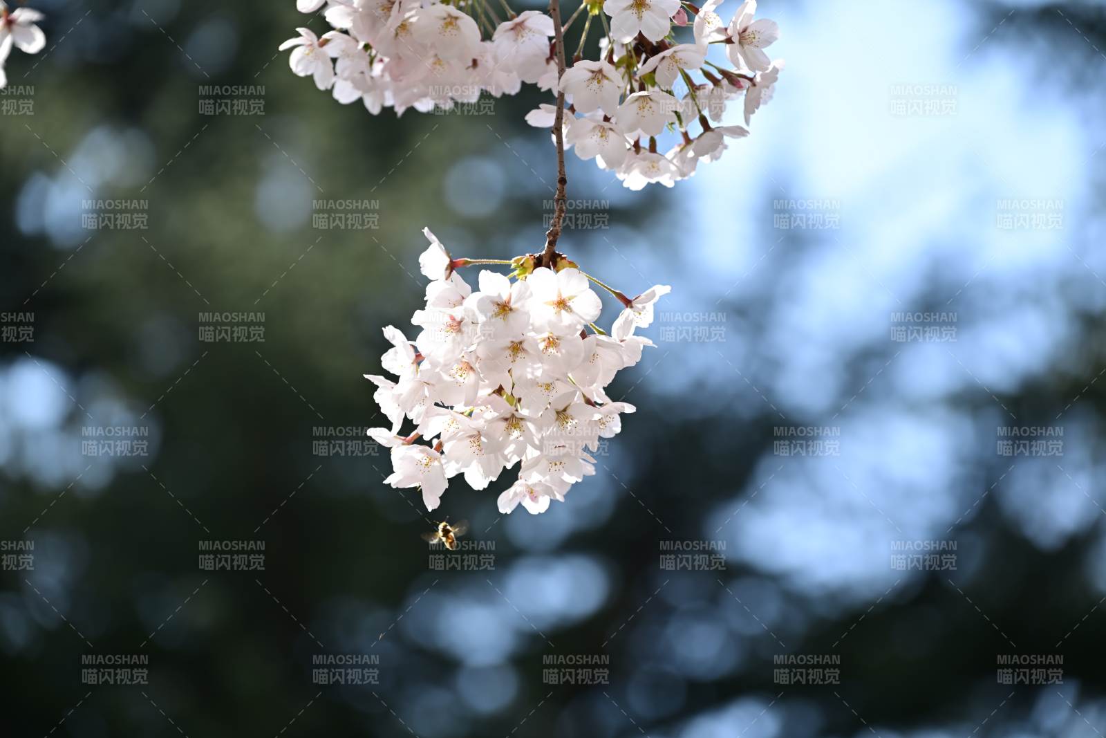 樱花绽放枝头图片