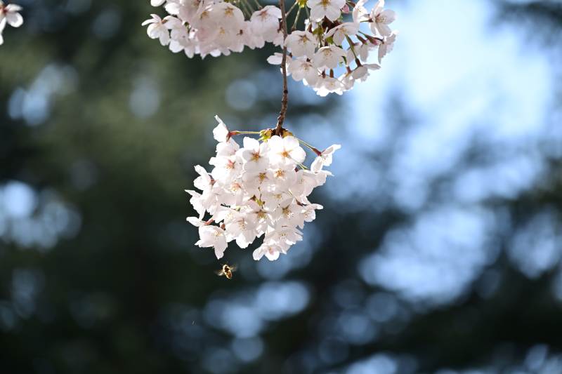 樱花绽放枝头图片