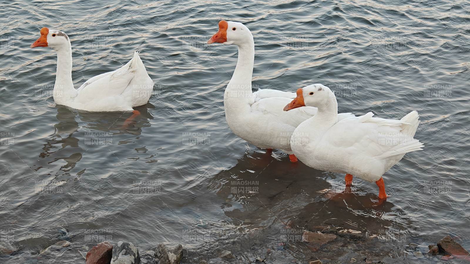 三只白鹅水中游图片