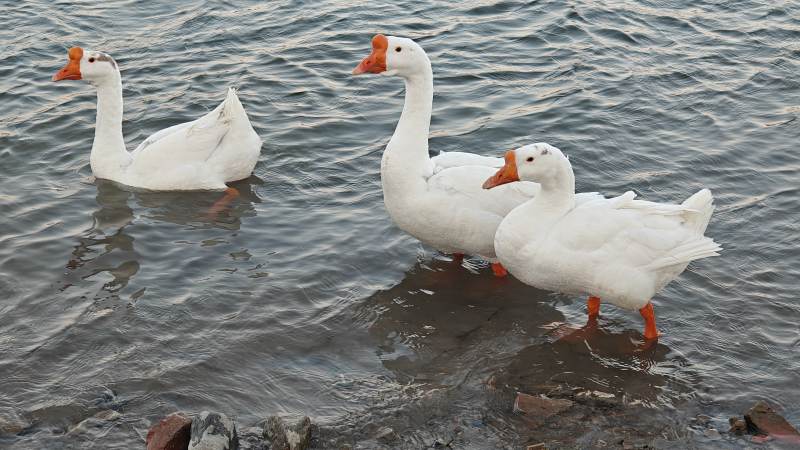 三只白鹅水中游图片