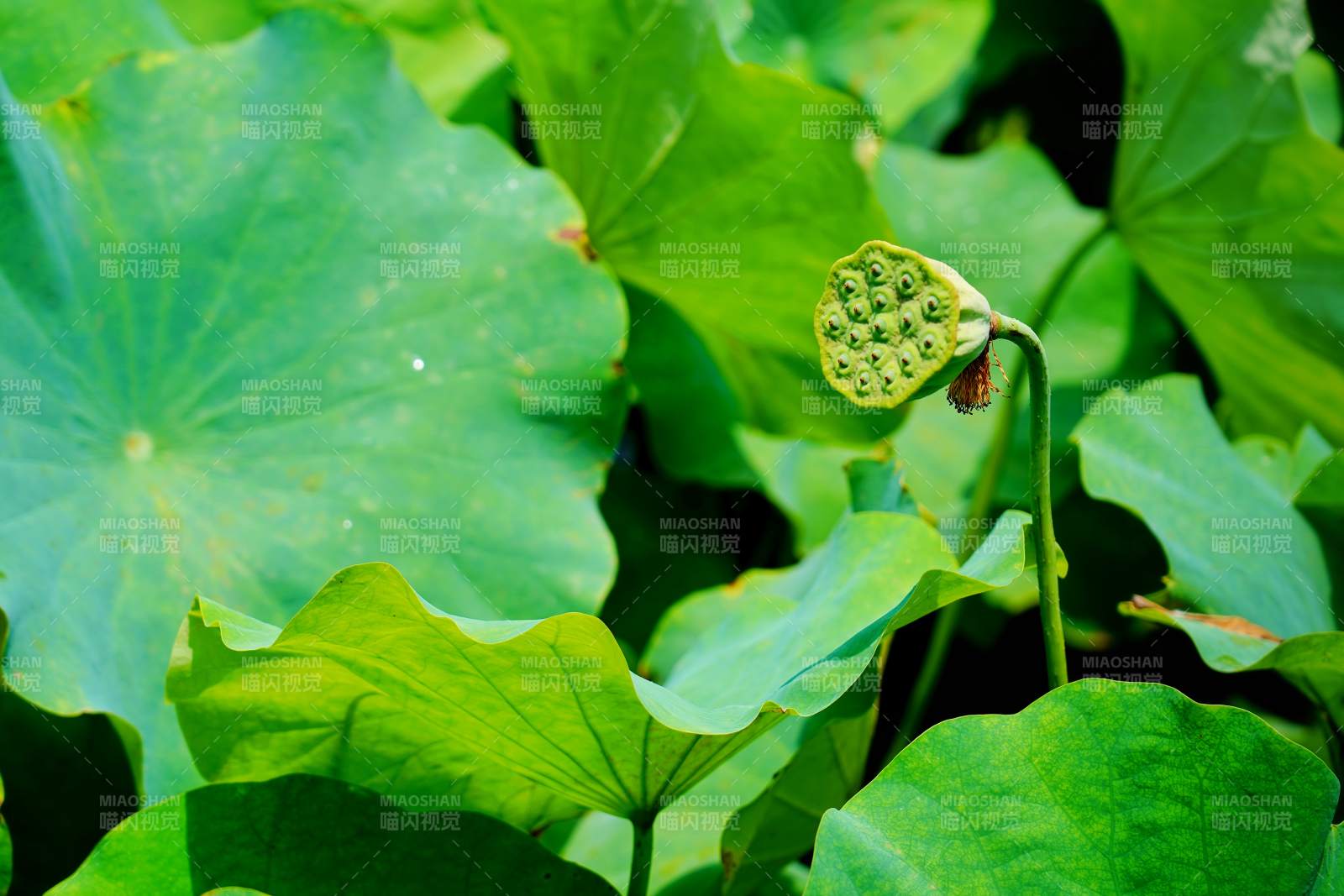 莲蓬静立绿叶间图片