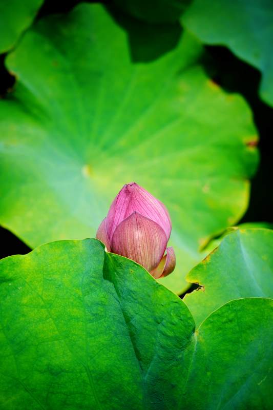 粉莲初绽绿叶间图片