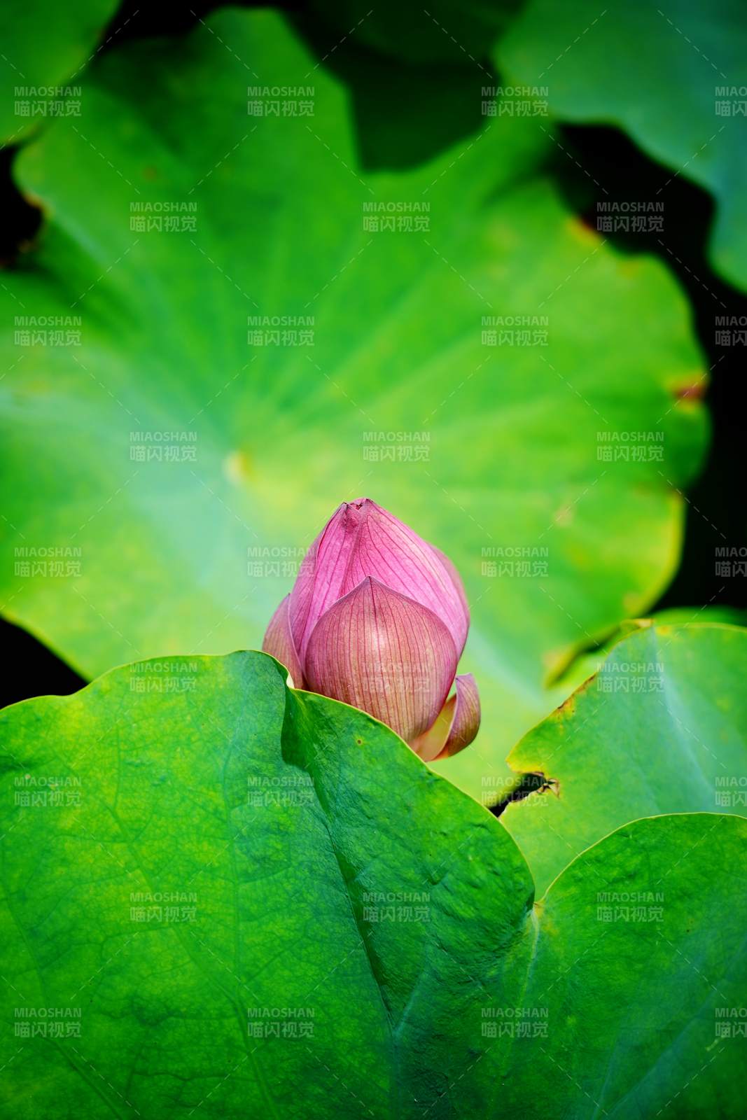粉莲初绽绿叶间图片