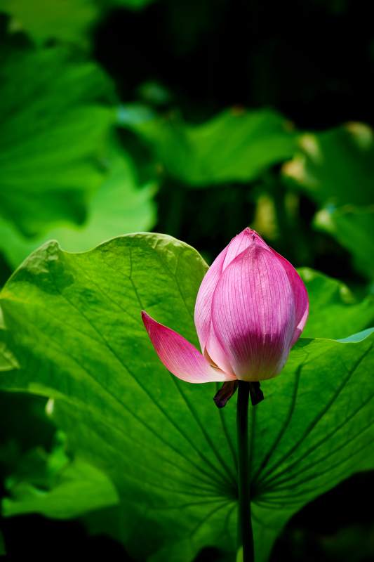 粉莲初绽绿叶间图片