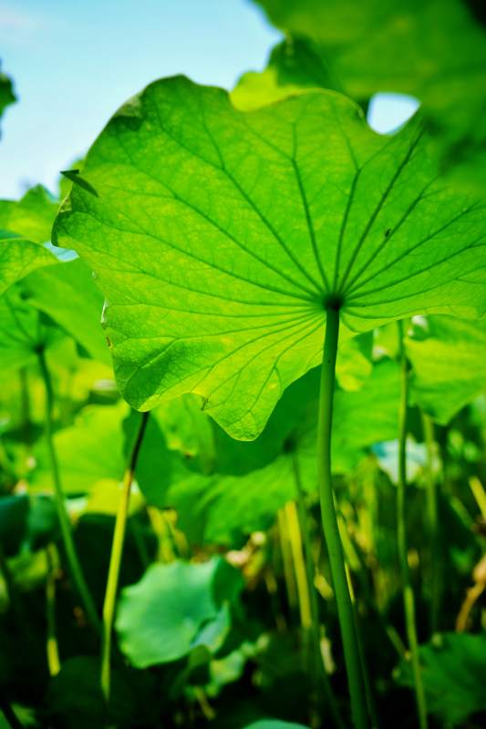 荷叶翠绿生机盎然图片