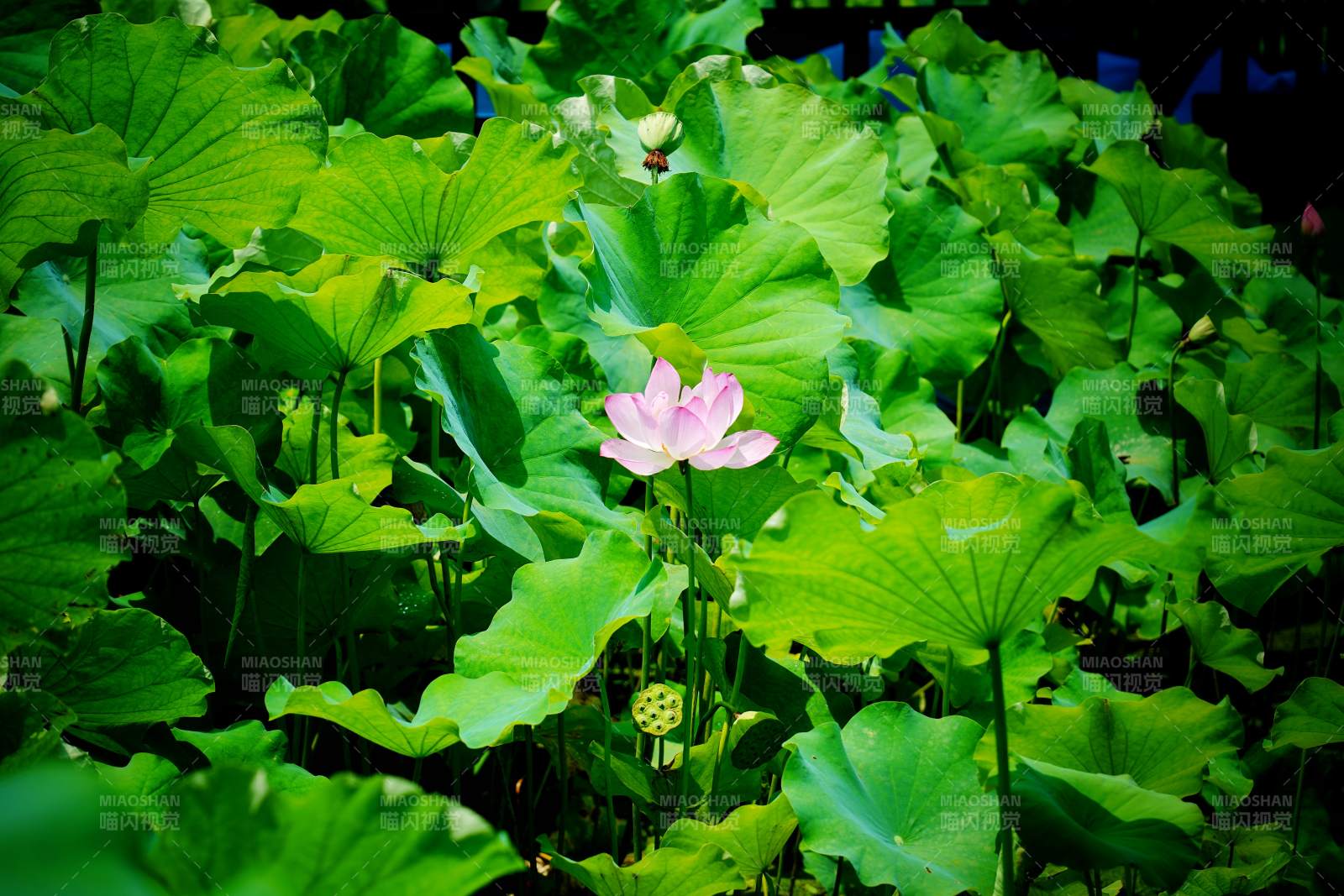 荷花映绿叶图片
