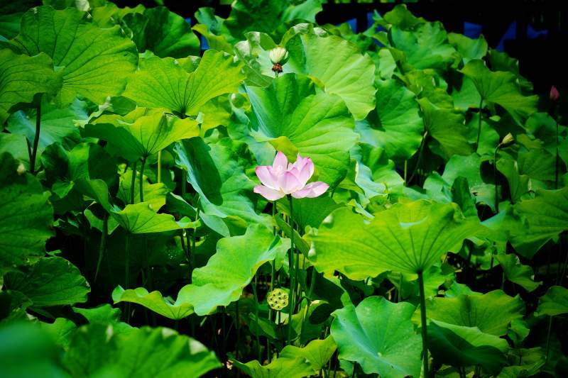 荷花映绿叶图片