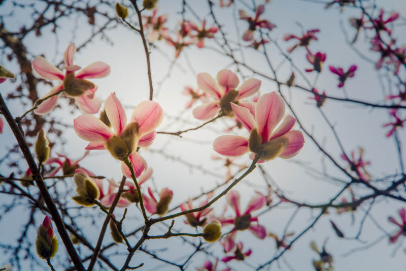 春日玉兰绽放图片