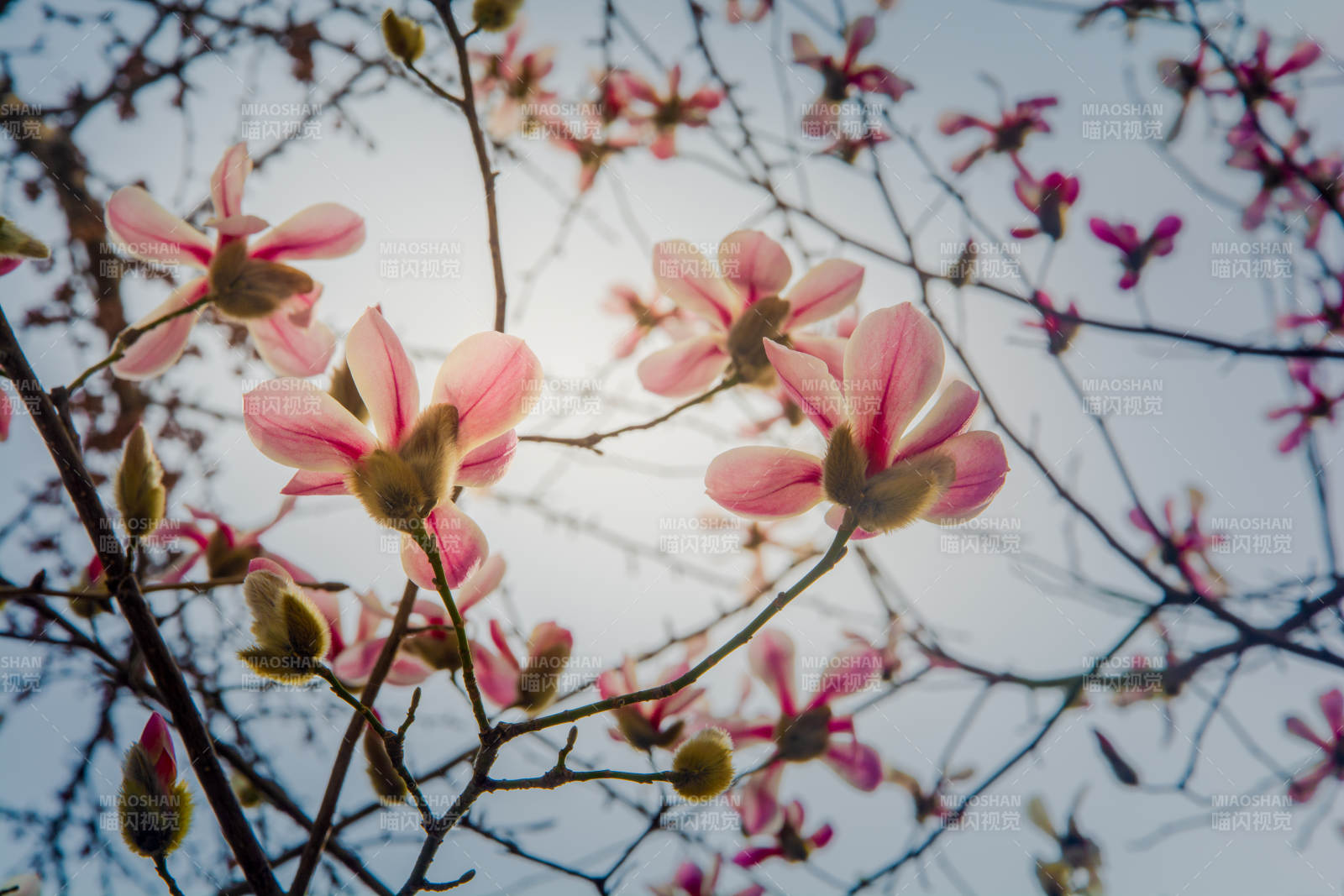 春日玉兰绽放图片
