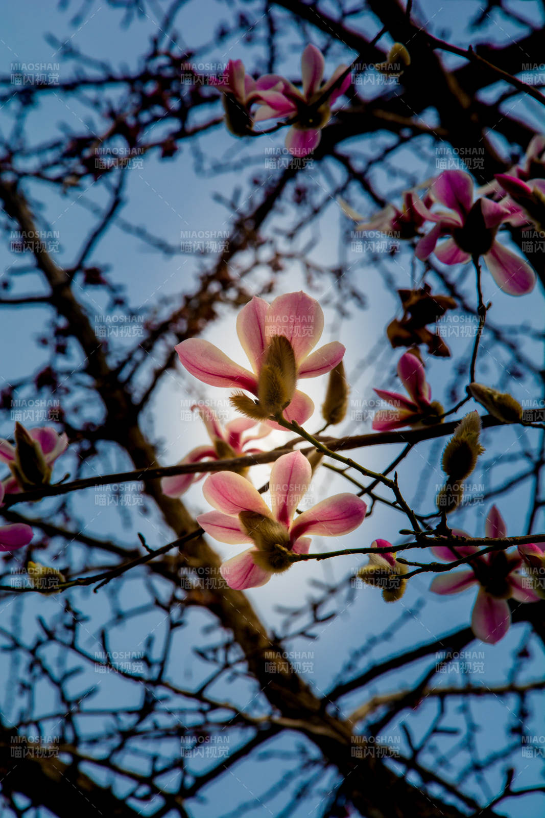 春日玉兰绽放图片
