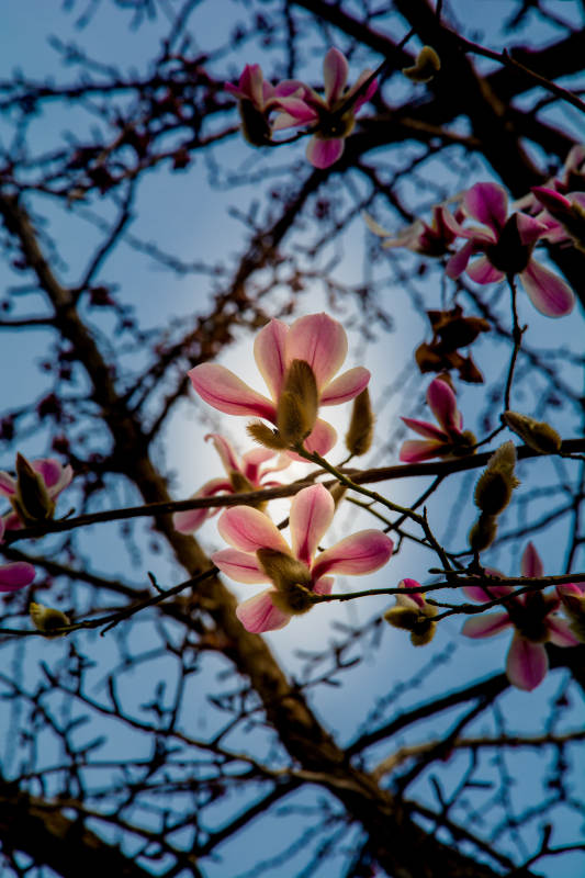 春日玉兰绽放图片
