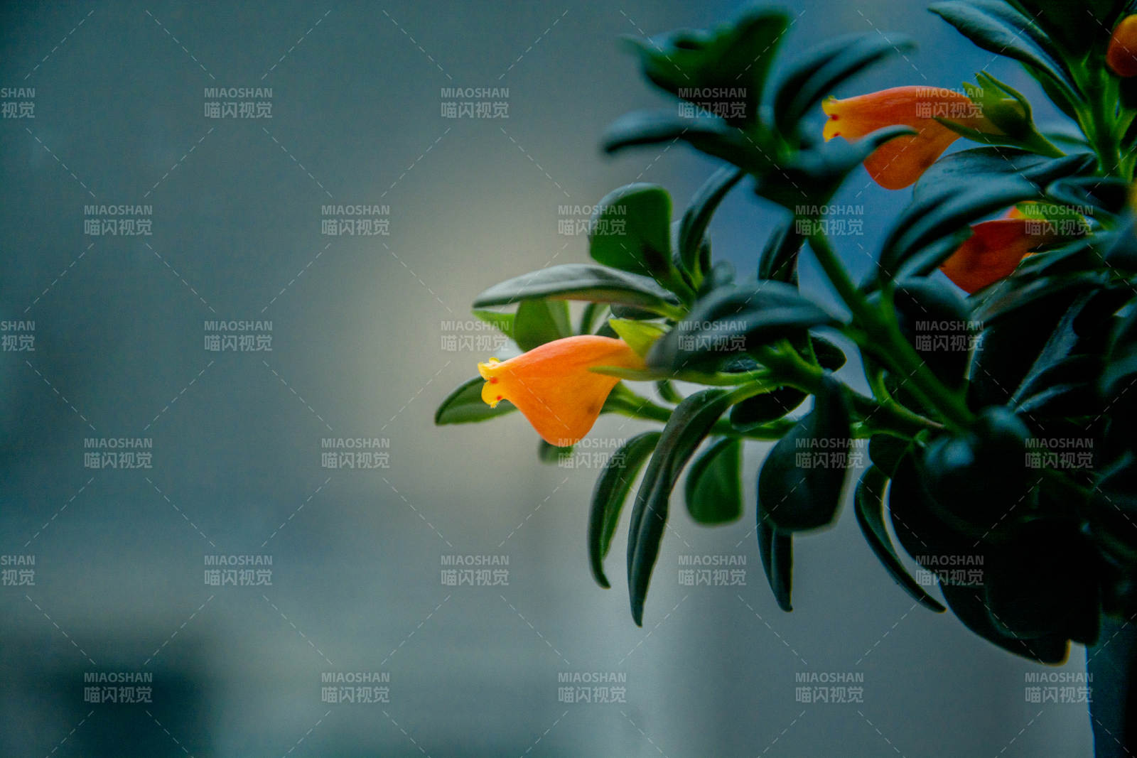 橙花绿叶静谧美图片