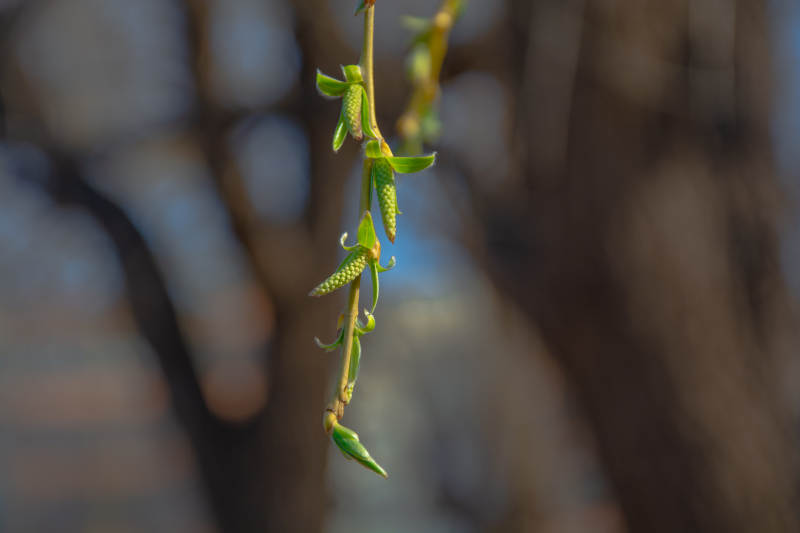 嫩芽初绽春意浓图片