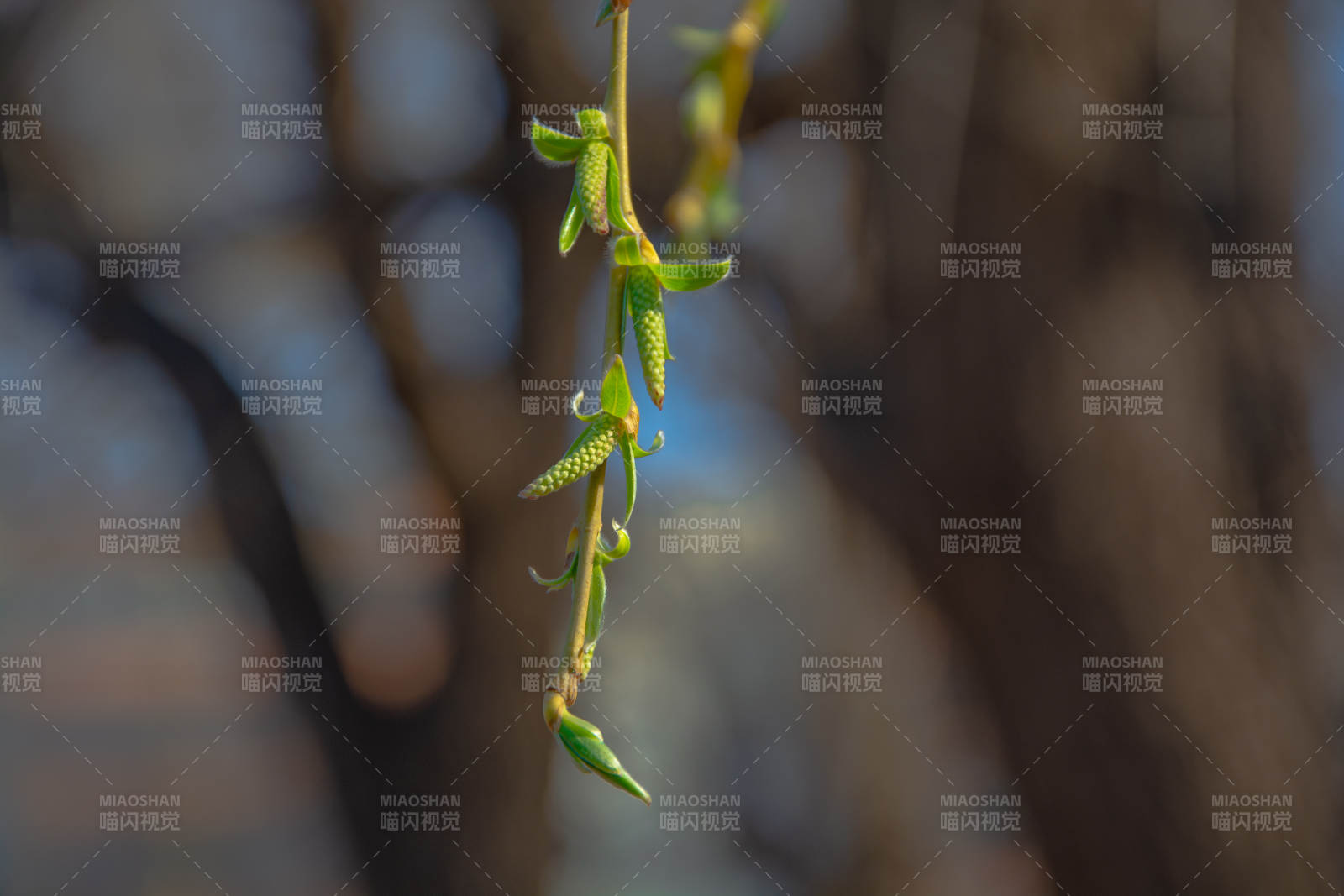 嫩芽初绽春意浓图片