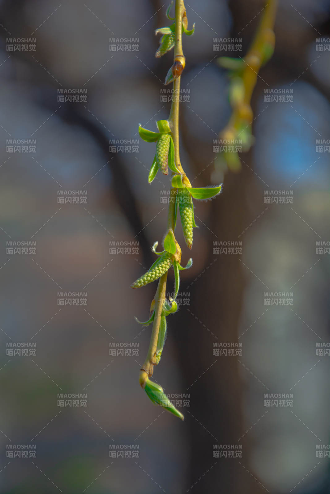 嫩芽初绽春意浓图片