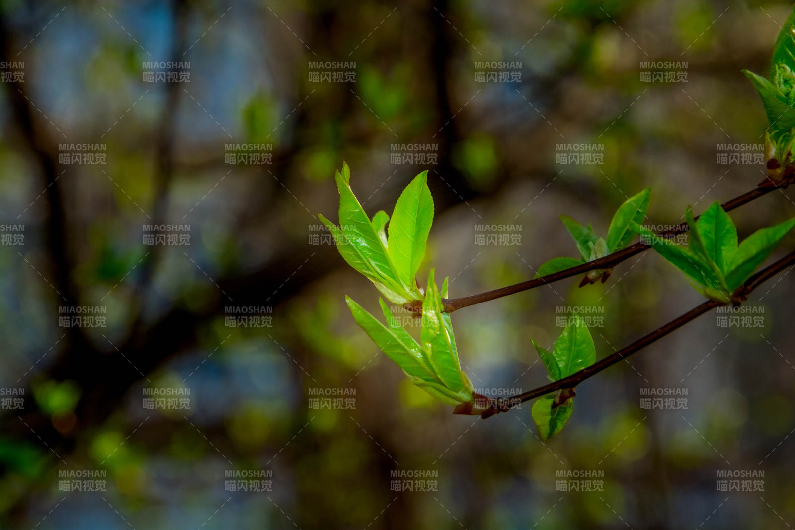 新绿初绽枝头图片