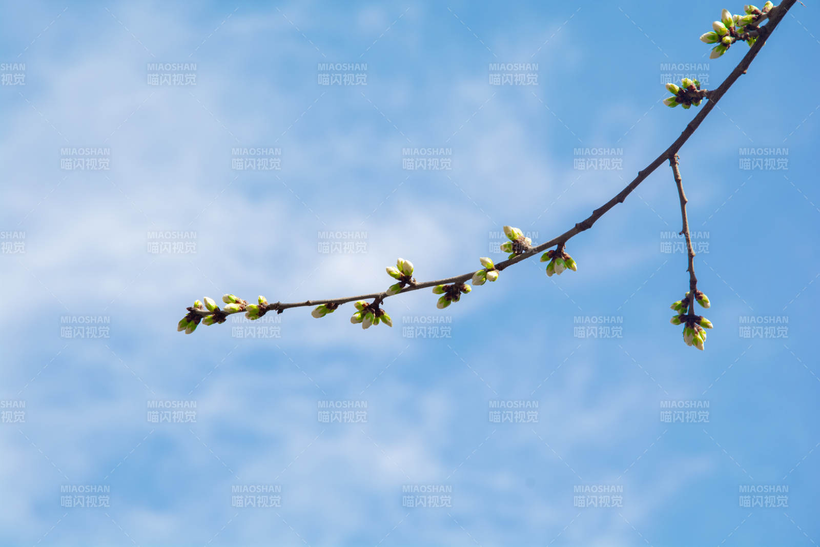 春芽初绽 蓝天映衬图片