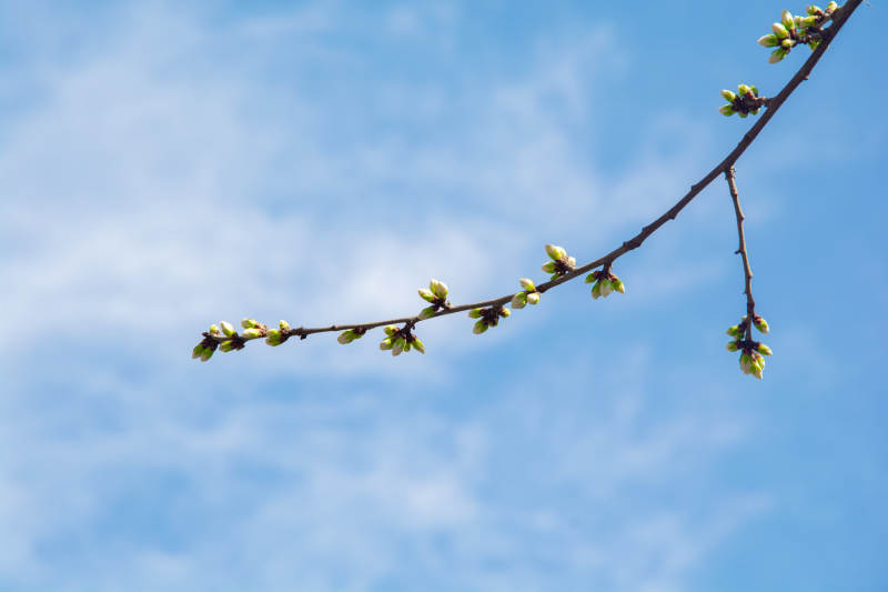 春芽初绽 蓝天映衬图片