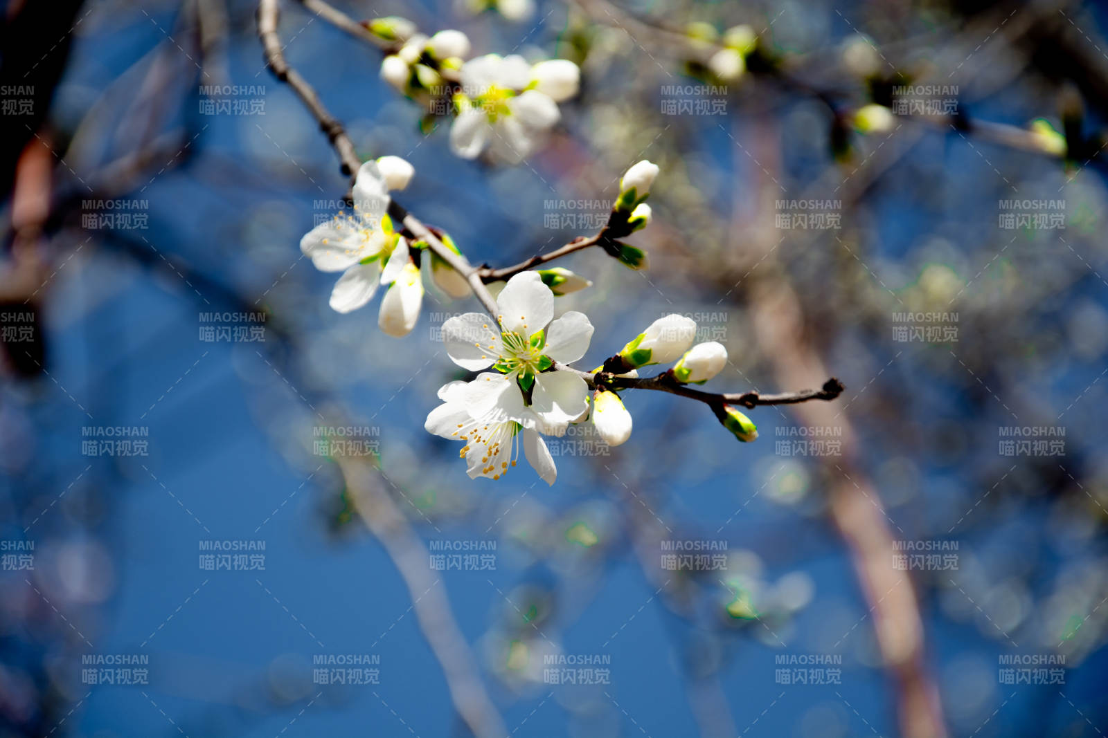 春日花开枝头图片