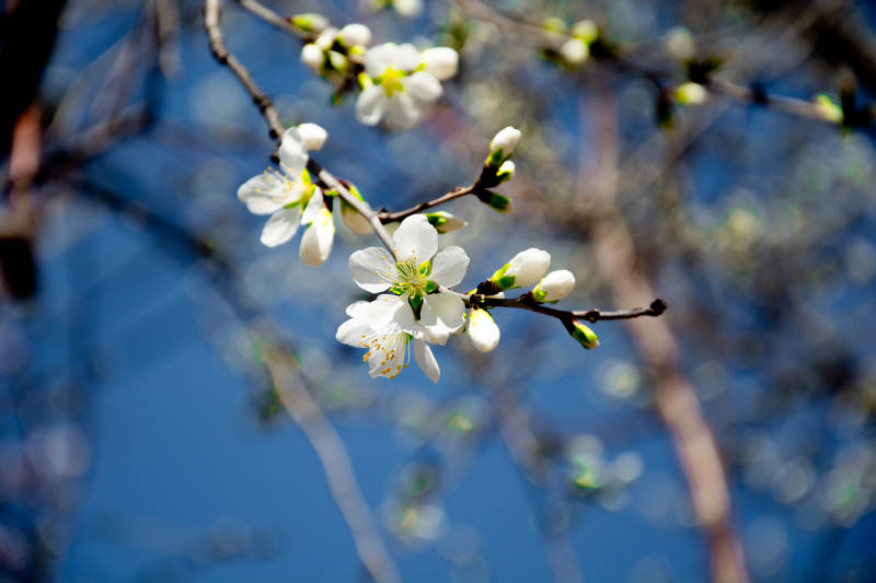 春日花开枝头图片