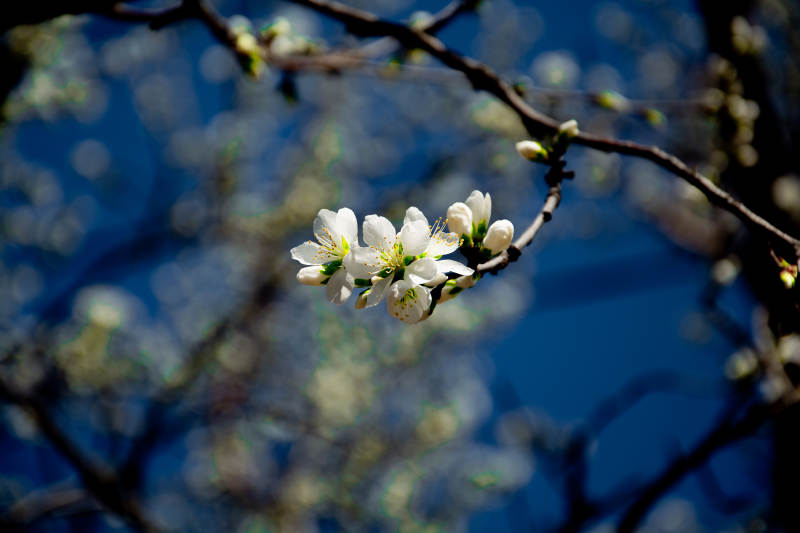 春日花开枝头图片